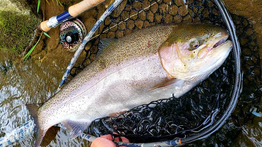 Switch Fly Rod -[Fly Rod Guide] - Trout Fly Fishing Basics