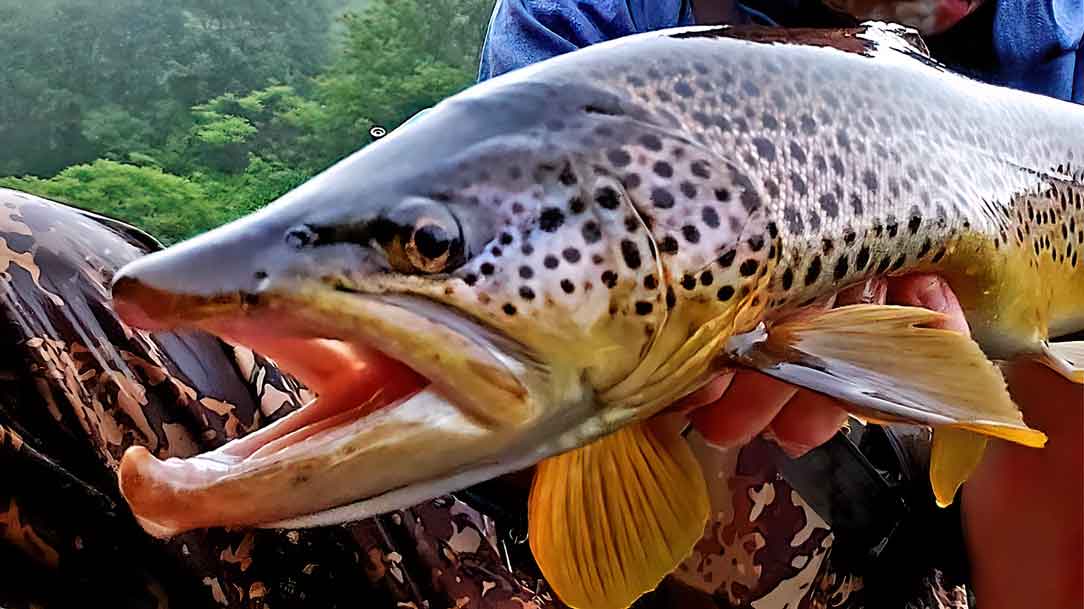 15 Best Trout Flies For August
