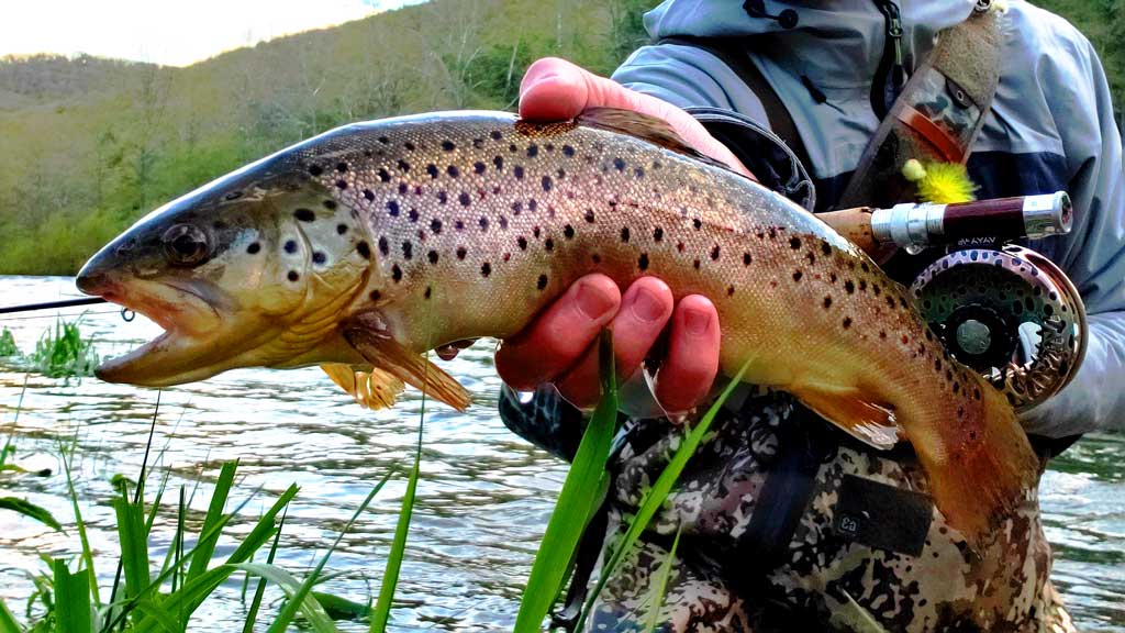 Game Changer Rainbow – Colorado Fly Supply