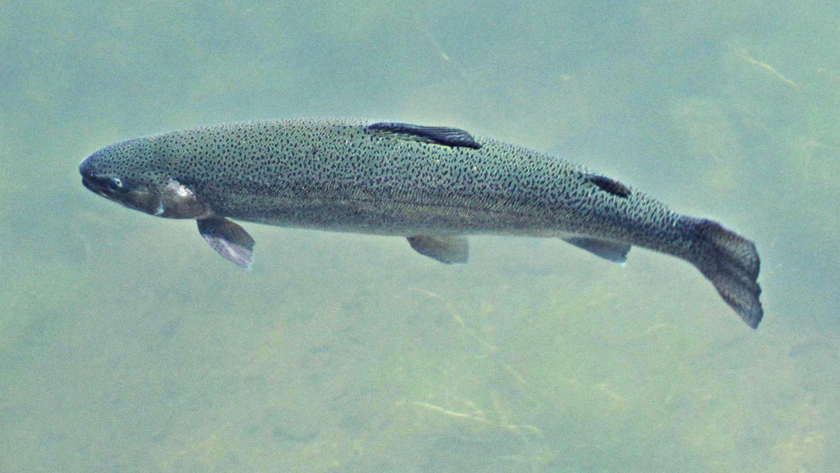 20 Tips for Fly Fishing in Lakes