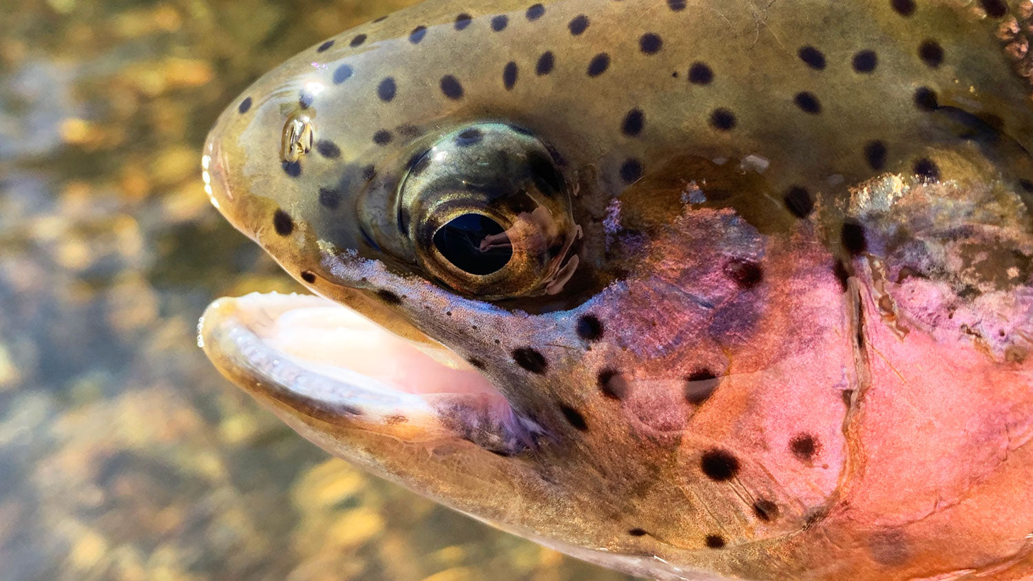 20 Tips for Fly Fishing for Rainbow Trout