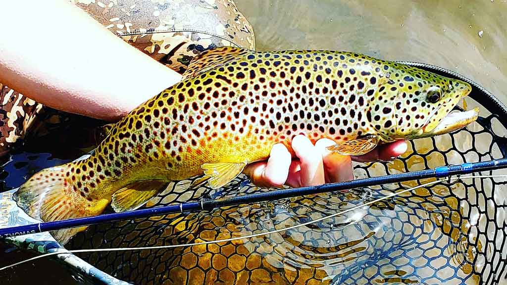 25 Tips on How to Fly Fish for Trout