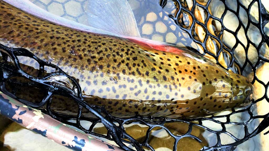 4 Streamer Leader Formulas to Catch More Trout