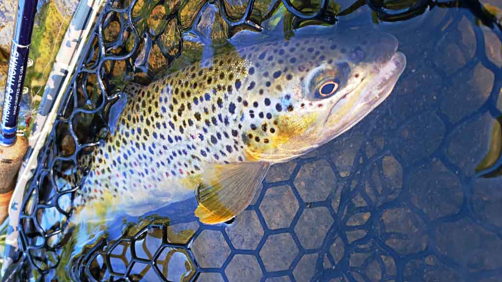 Basic Guide to Nymphing when Fly Fishing