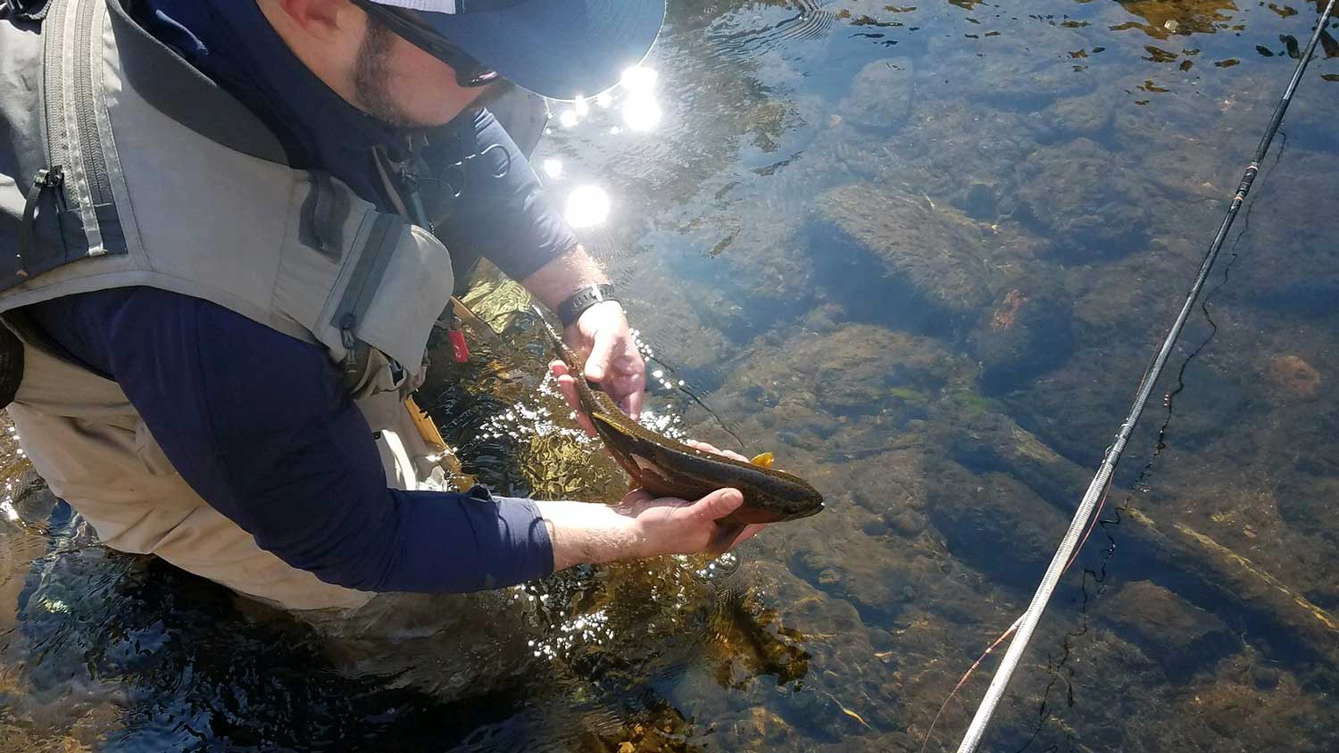 Fly Fishing: Top 10 Tips for Beginners