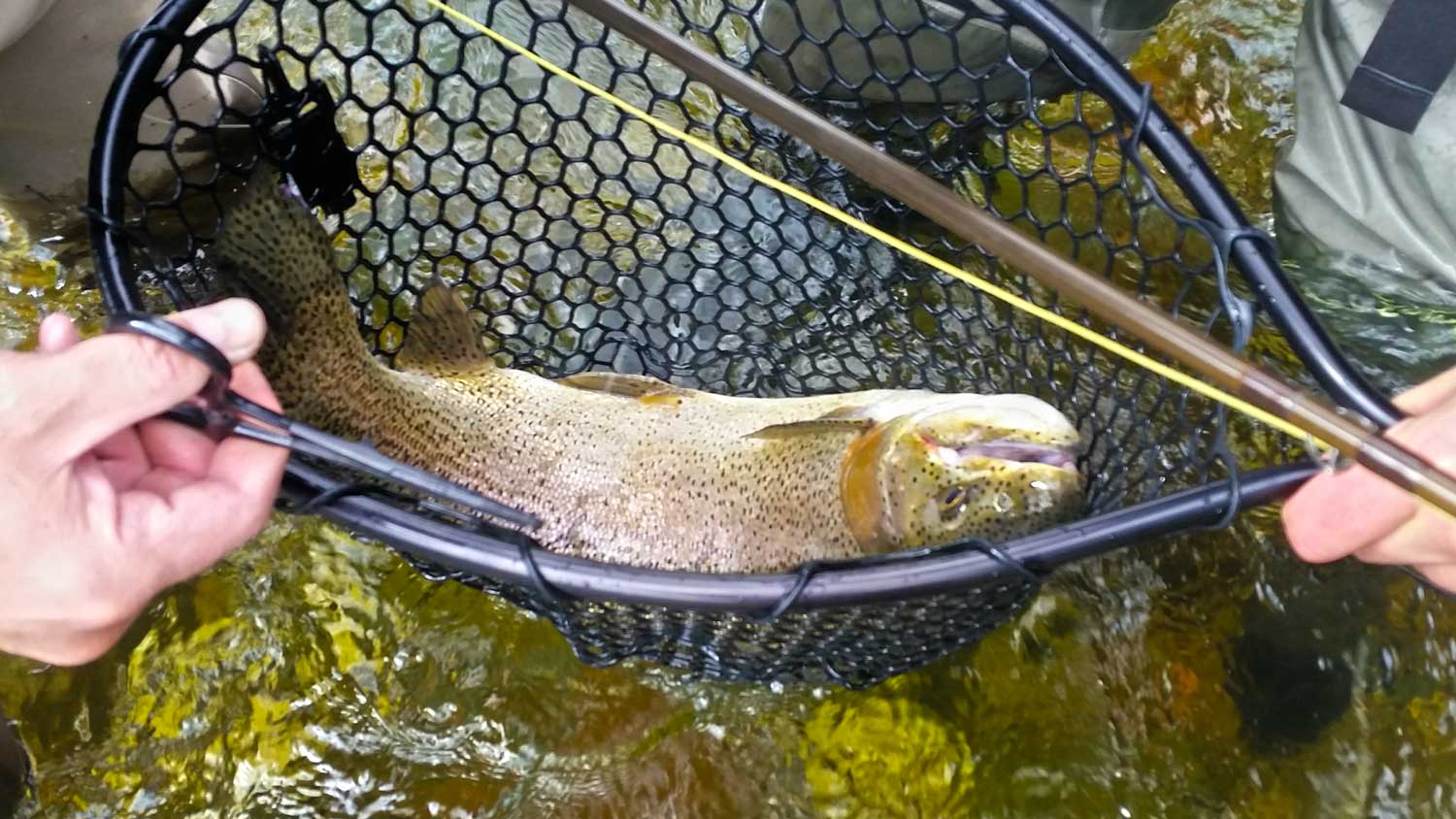How to Fly Fish for Trout?