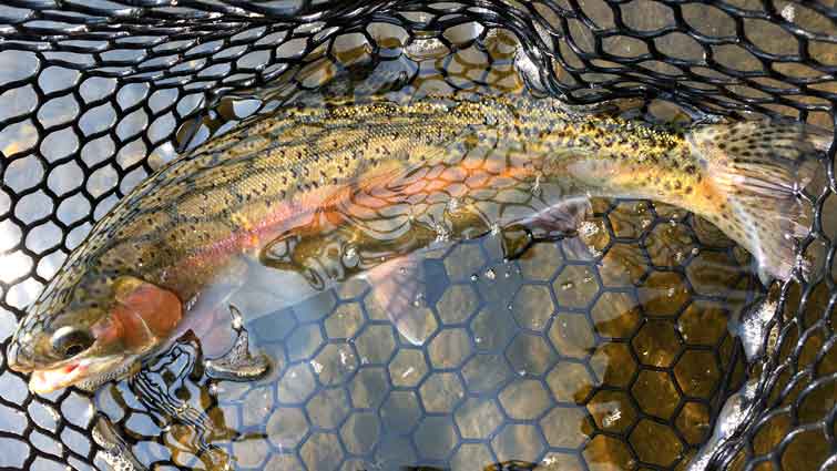 Why Don't Saltwater Anglers Use Nets? - Fly Fishing