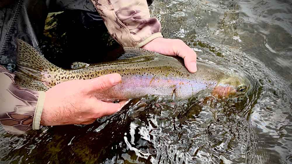 Euro Nymphing Tactics for Public Water: Competition-Style Tips for Pressured Trout