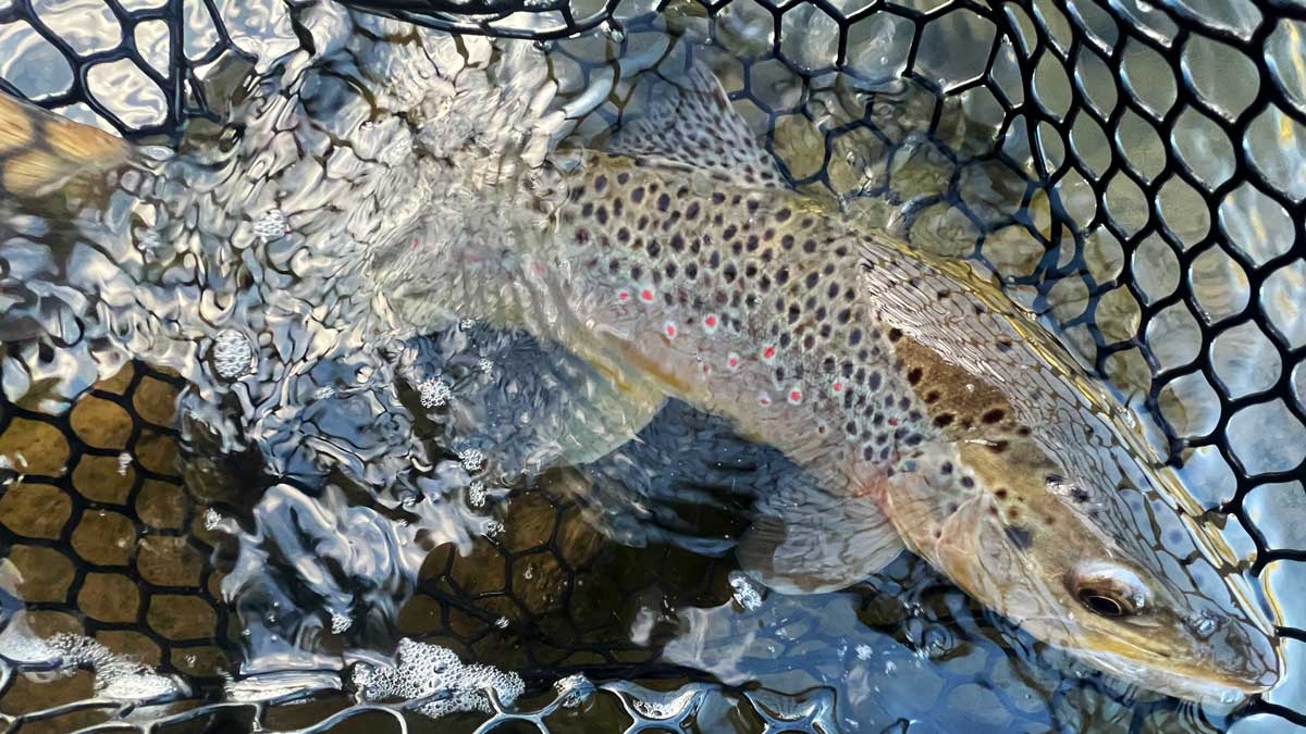 Fall Nymph Fly Fishing: When to Start Fishing Bigger Nymphs