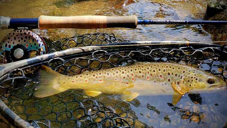 FLY FISHING For BIG Brown Trout in TINY Water 