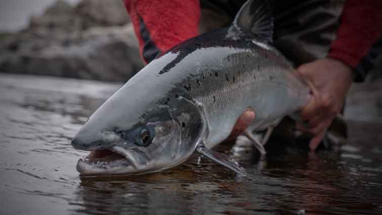 Fly Fishing For Salmon: Everything You Need To Know