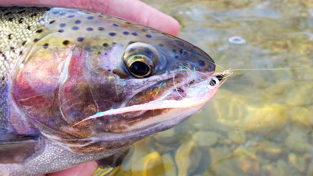 Fly Fishing for Lake Trout