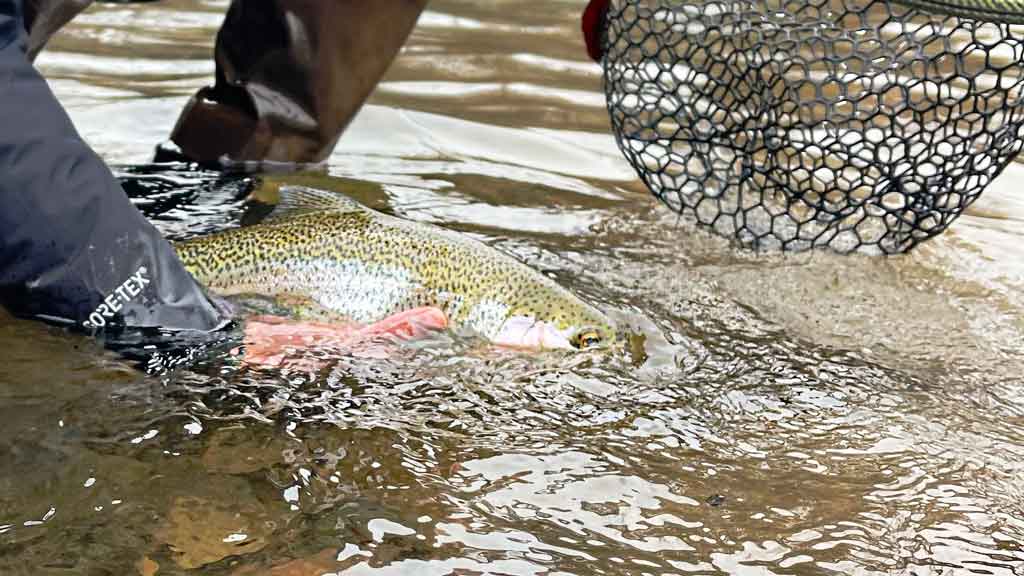 Learn to Catch Trout Fly Fishing Lakes, Stillwaters, Ponds and Lochs-NC