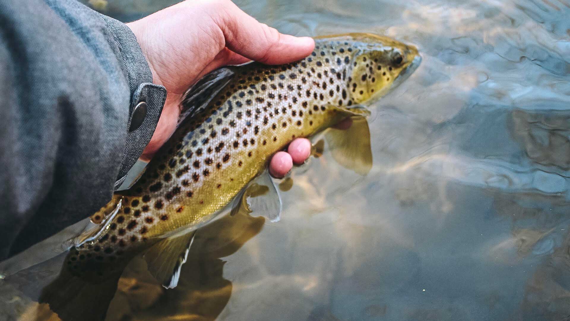 Fly Fishing vs Spin Fishing: What's Effective for Catching Fish?