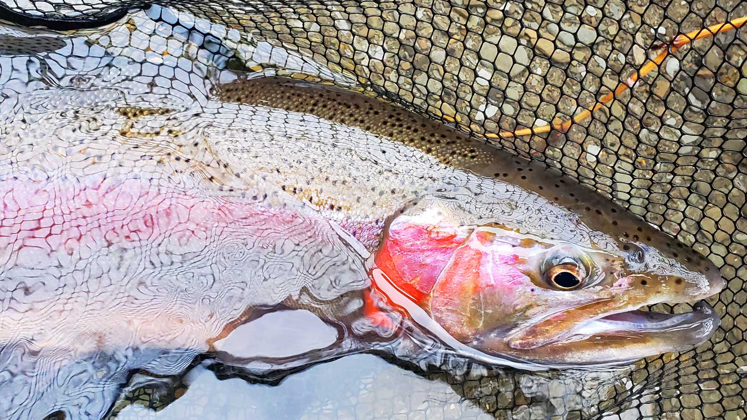 How to Fly Fish a Sculpin Pattern