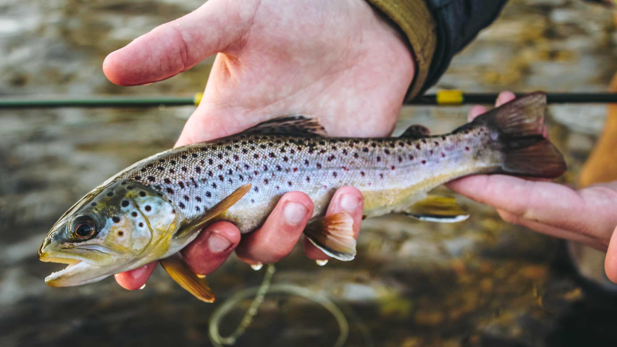 Fly Fishing: Is It Elitist?