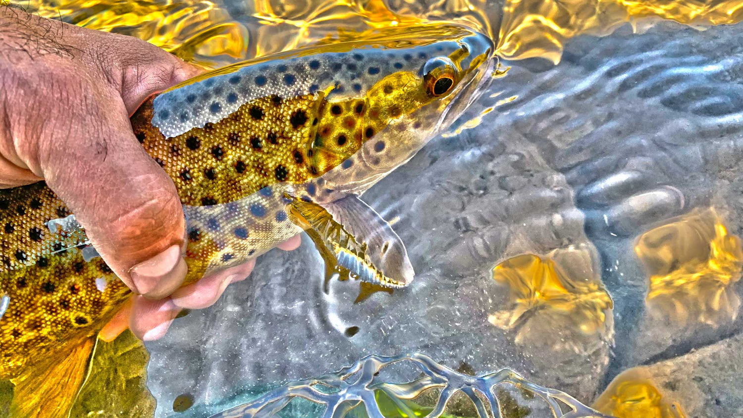 How to Start Fly Fishing