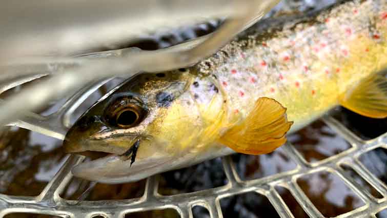 How to Start Fly Fishing When You Don't Have a Clue About It