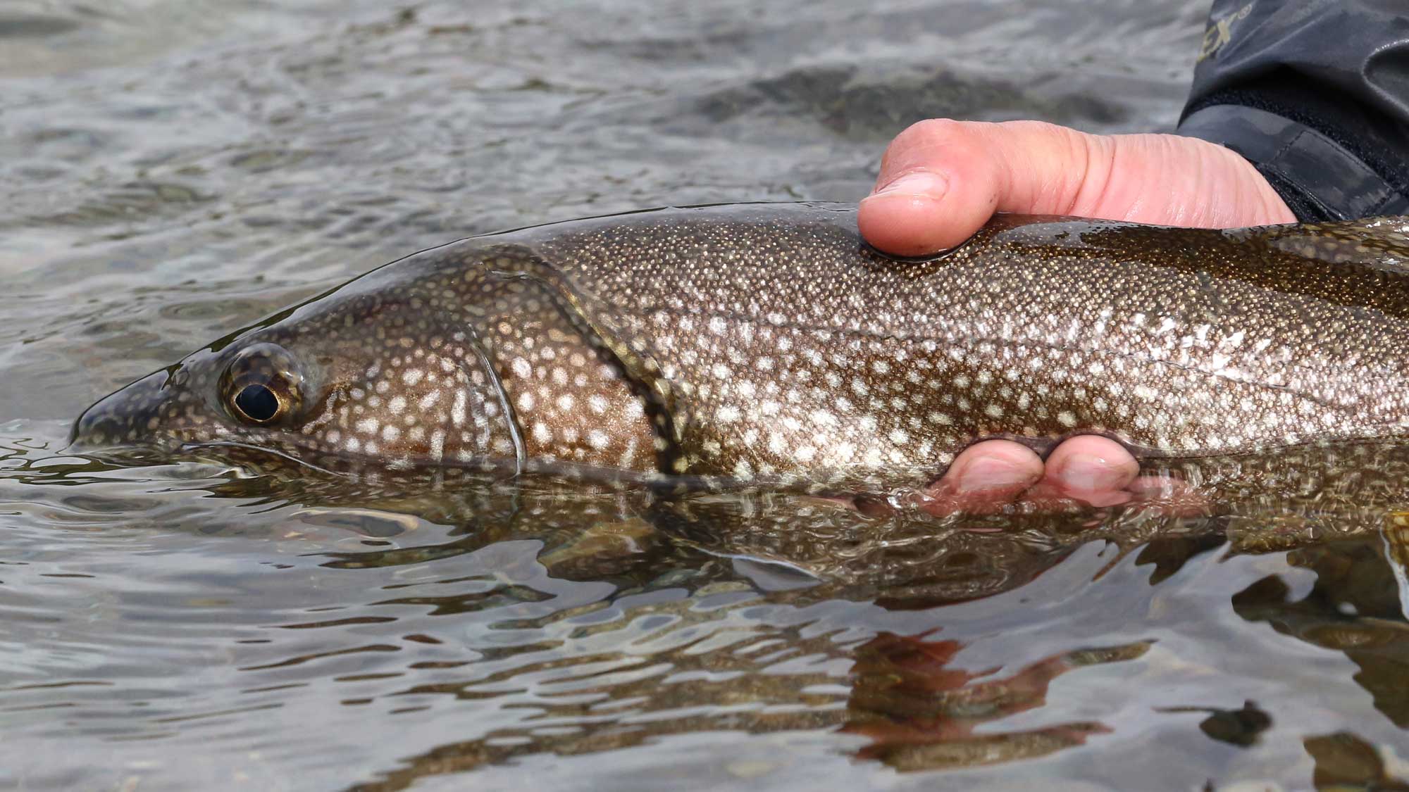How To Fly Fishing For Lake Trout - Strategy, Gear, Tactics
