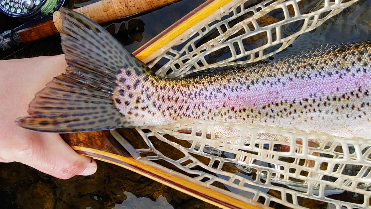 How to Fly Fish