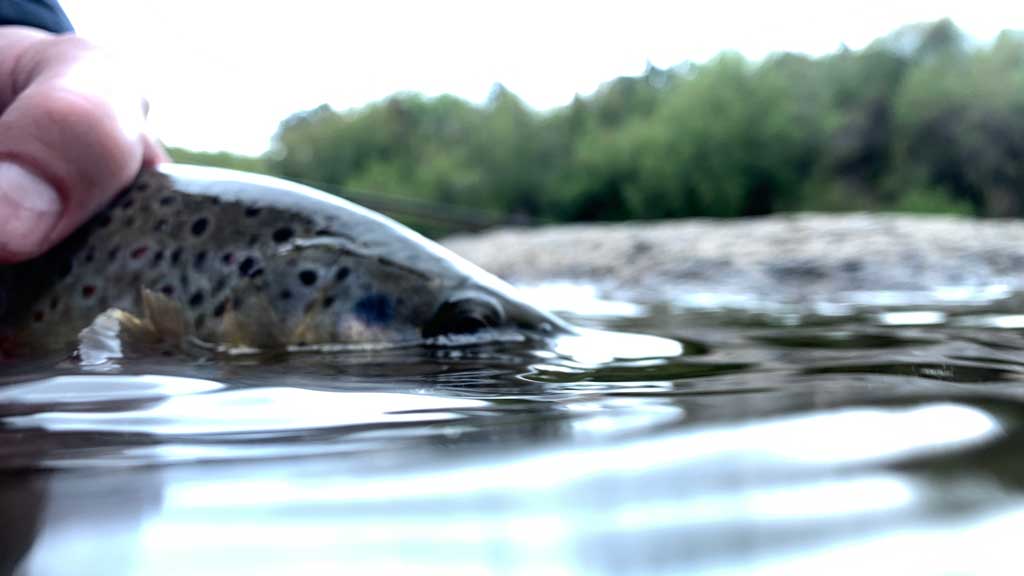 How to Read Water | Fly Fishing | Flies and Techniques