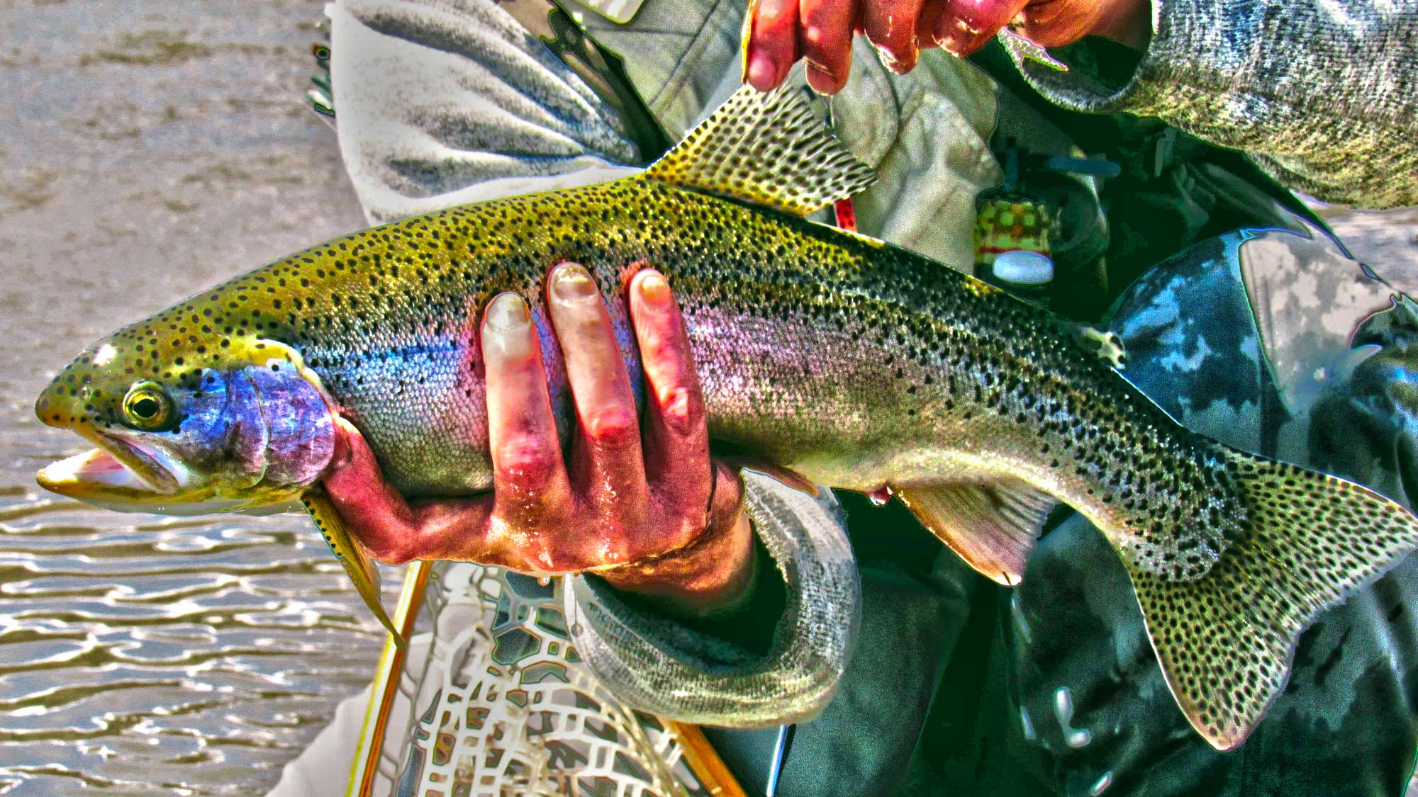 REEL RIGGING  Trouts Fly Fishing