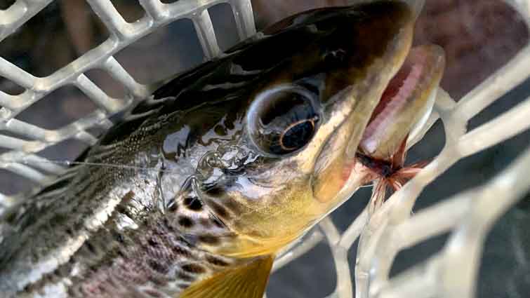 How to Pick Winning Fly Fishing Tippet - Full Guide