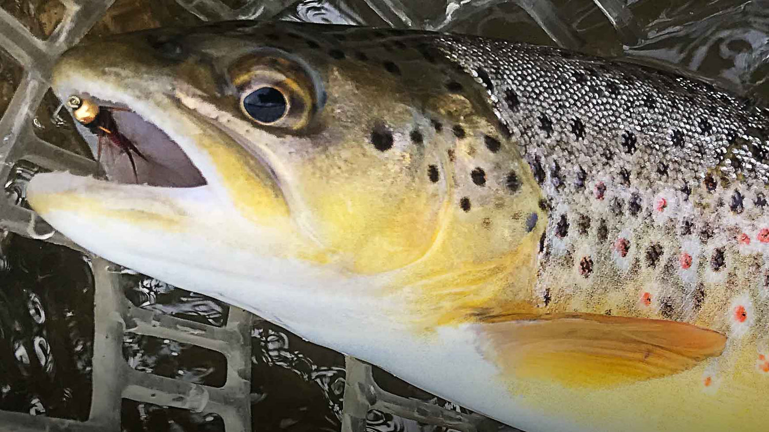 Is Euro Nymphing Really Fly Fishing?