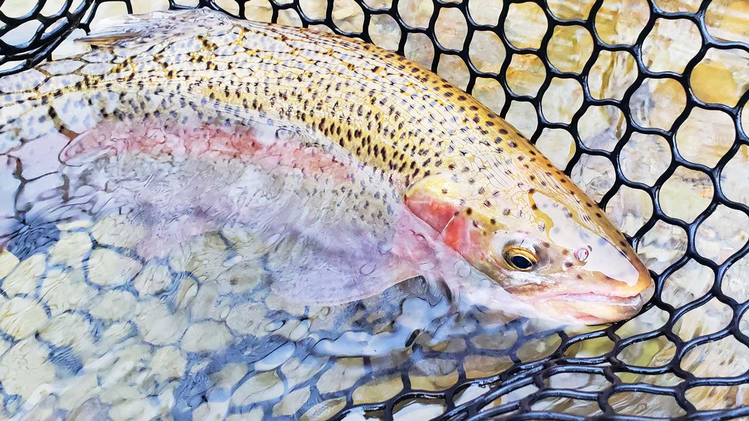 Is Fly Fishing Dangerous?