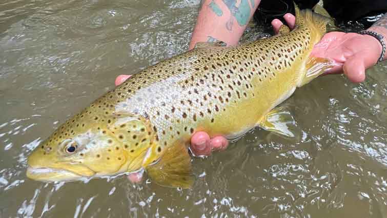 large brown trout