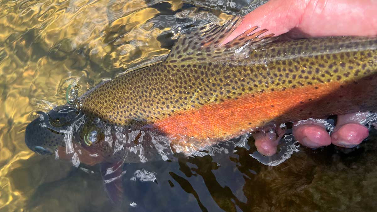 rainbow trout caught in cool water nymph fly fishing