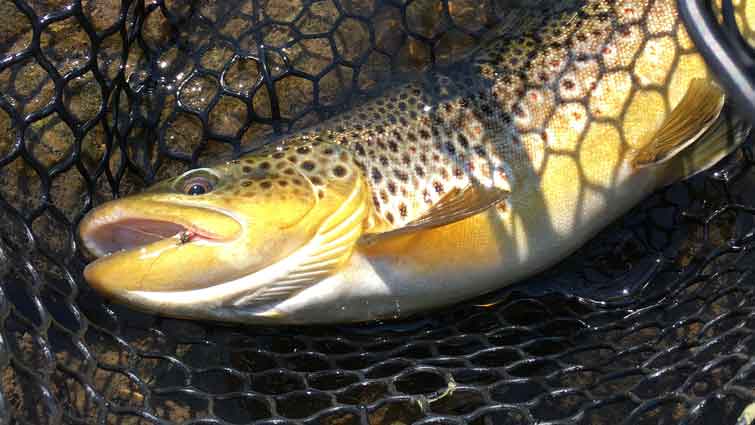 4 Things to Consider Before Picking A Fly Reel for Trout - Drifthook