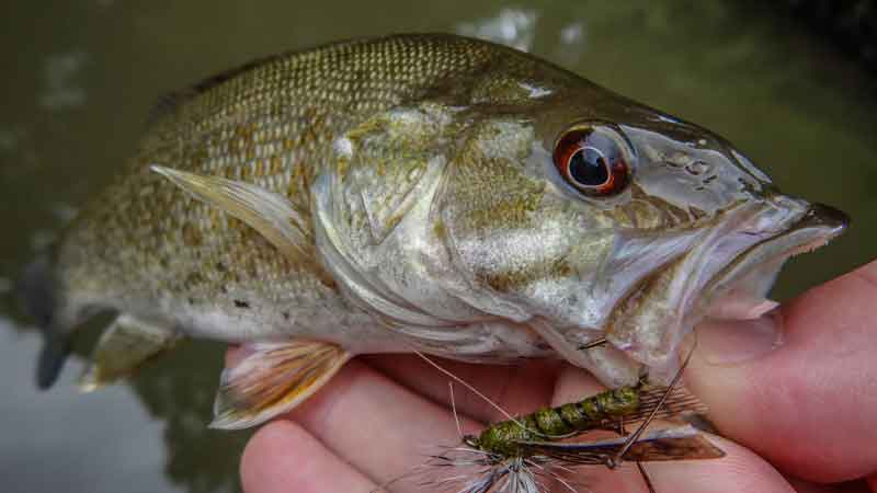 Pro Tips: Top 10 Topwater Flies for Smallmouth Bass - Orvis News