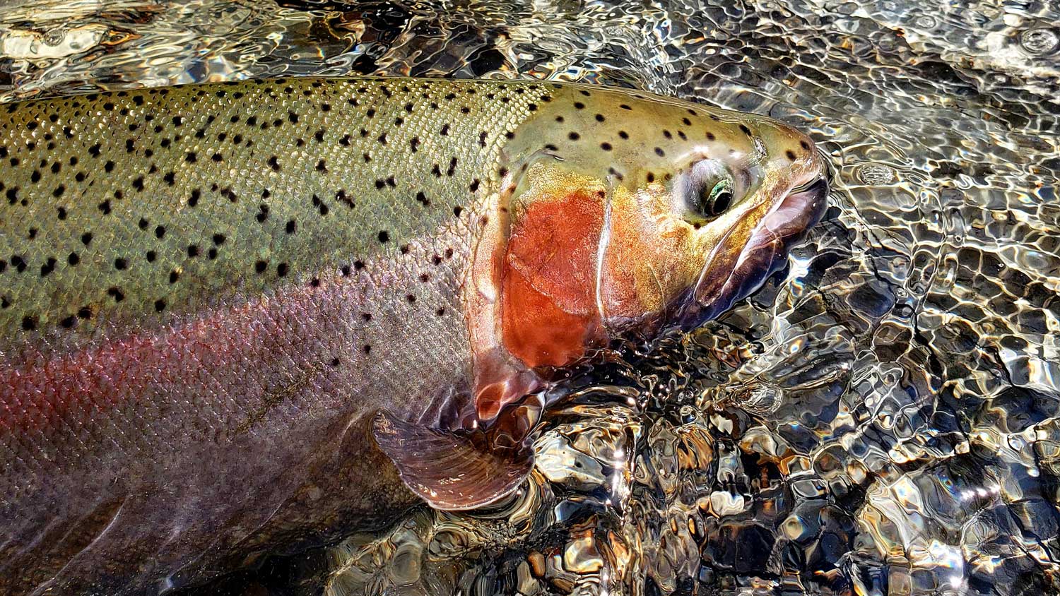 Sight Fishing for Trout - The Beginner's Guide