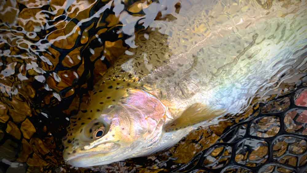 Early Spring Rigging: From Winter Subtle to Spring Aggressive