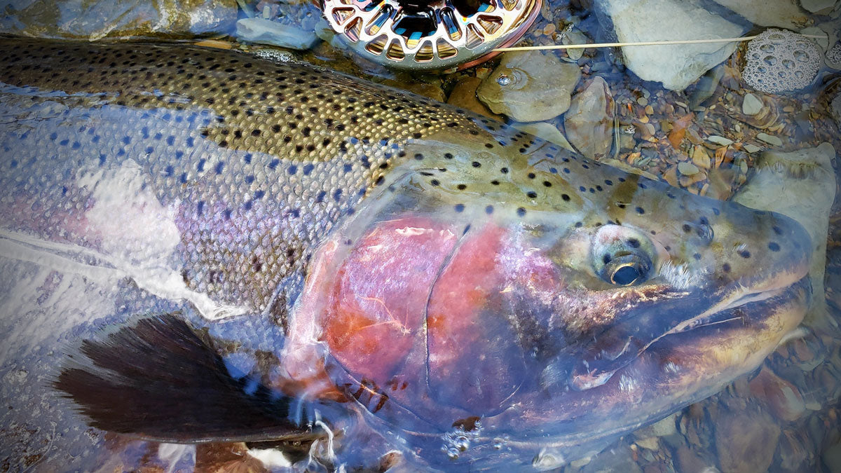 Streamer Fly Fishing Tactics for Trout: Mastering Your Retrieve
