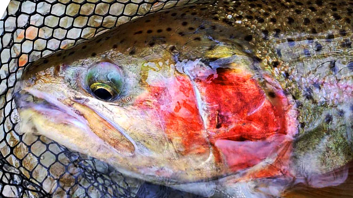 TOP 25 Places to Catch Large Trout Fly Fishing in America