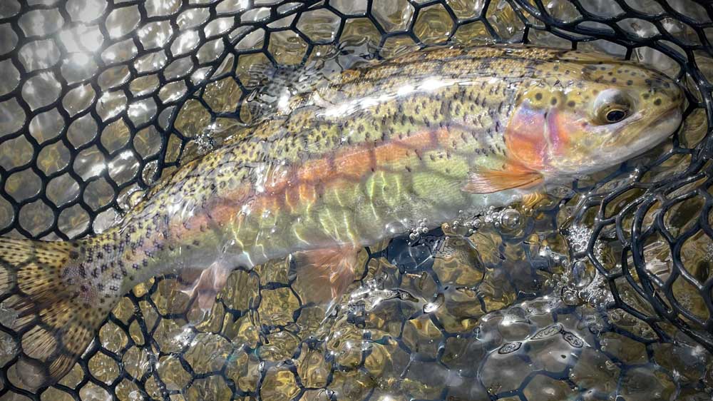 Tight Line Nymphing Techniques: How to Feel Every Take in Mixed Currents