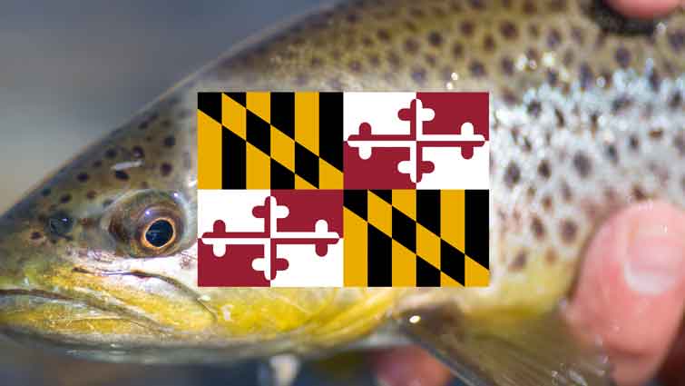 Top 12 Places to Fly Fish in Maryland – And What Flies to Use