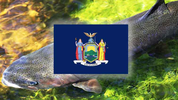 Top 22 Places to Fly Fish in New York- And What Flies to Use