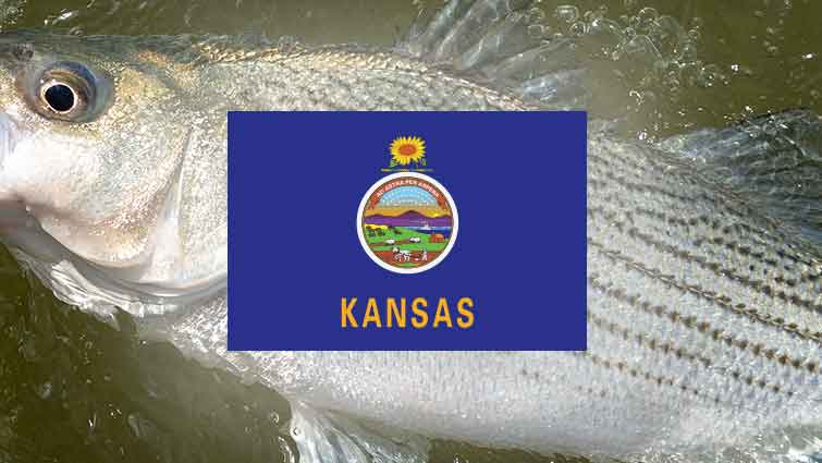 Top 16 Places to Fly Fish in Kansas – And What Flies to Use