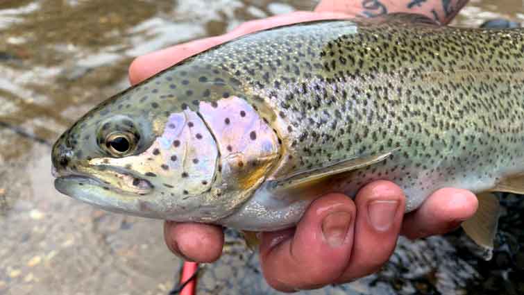 Wet Flies in Fly Fishing - Hooks to Swings