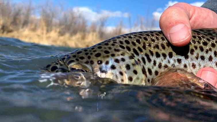 9 Best Fly Fishing Flies for Brown Trout