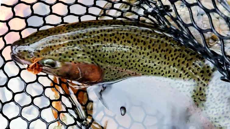 11 Guide Picked Fly Fishing Accessories for Beginners