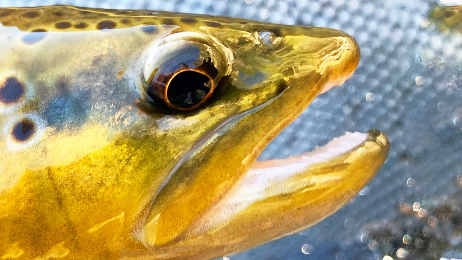 What Type of Fish Do You Catch Fly Fishing?