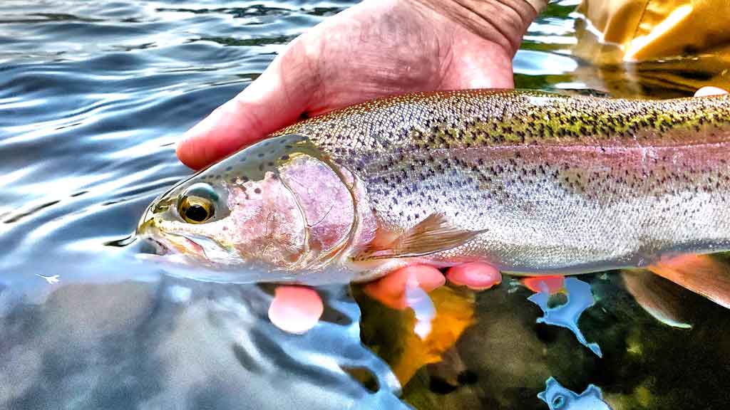 Fly Fishing In Small Creeks: What Gear Do You Need 