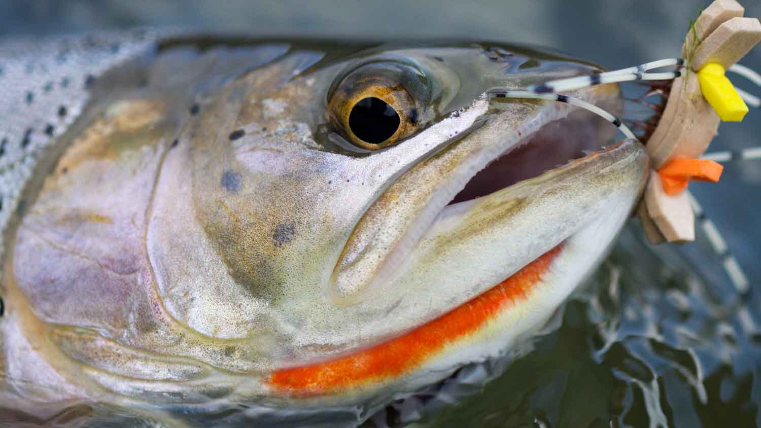 What is Fly Fishing?