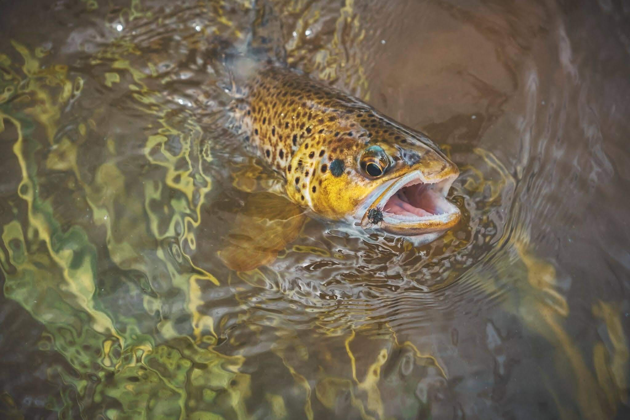 A beautiful trout in the river