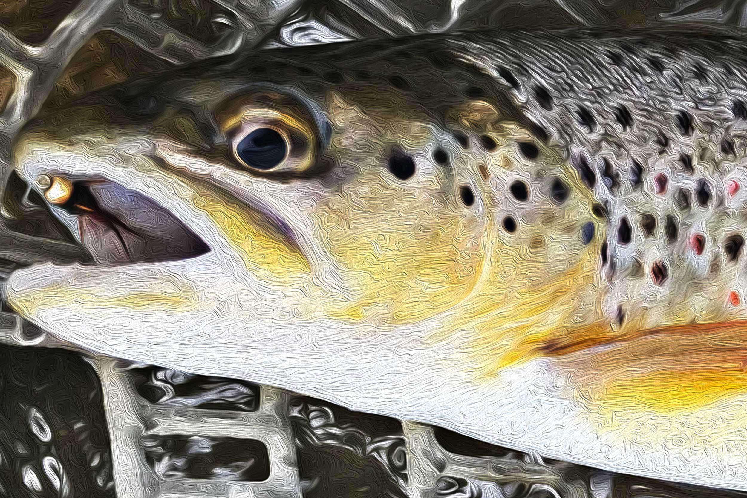 Women's Fly Fishing Tees