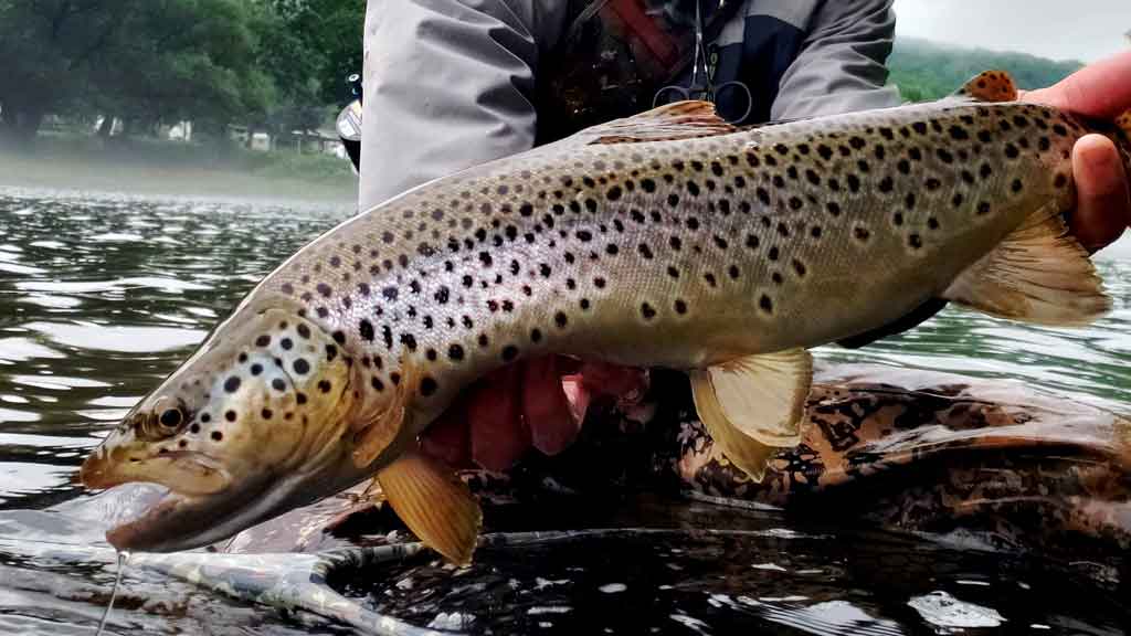 How to Poor Man Fly Fish #fishing #trout #howto #howtofishing 